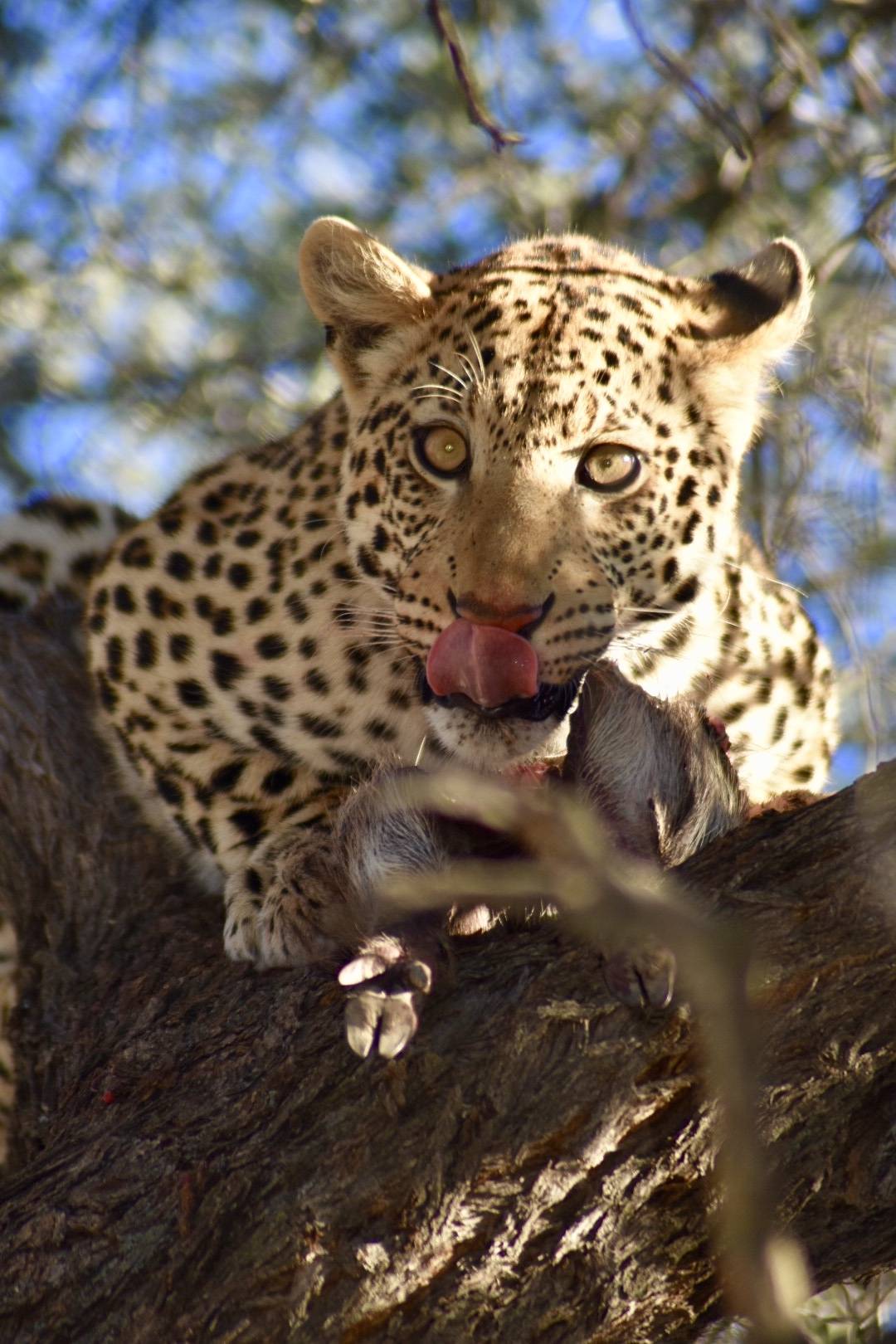 Okonjima Nature Reserve Namibia - Leopard Tracking