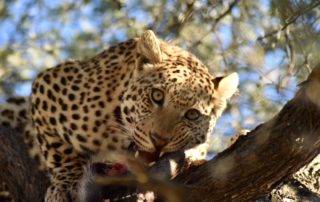 Okonjima Plains Camp - Okonjima Nature Reserve and the Africat Foundation Namibia