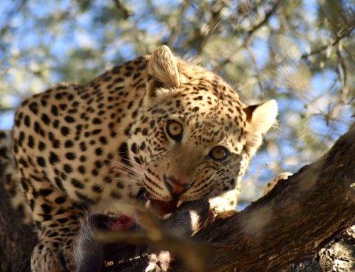 Okonjima Plains Camp – Track Big Cats with Namibia’s Africat Foundation