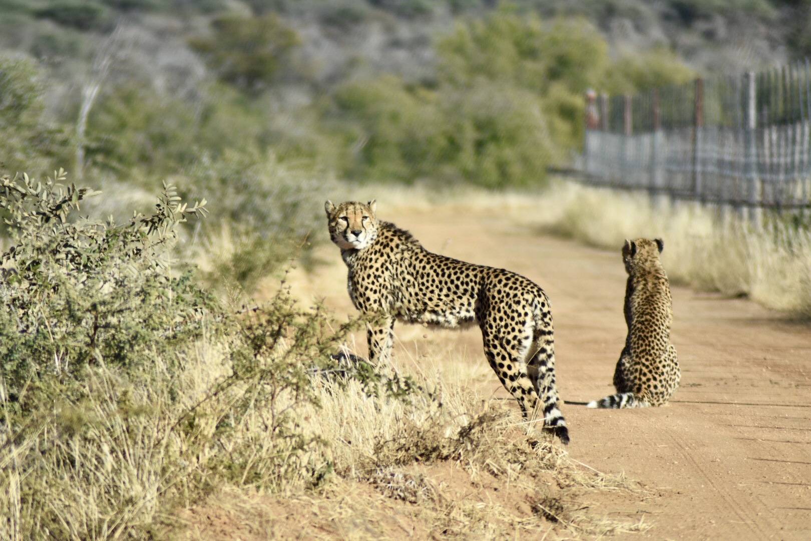 Okonjima Nature Reserve - Cheetah tracking
