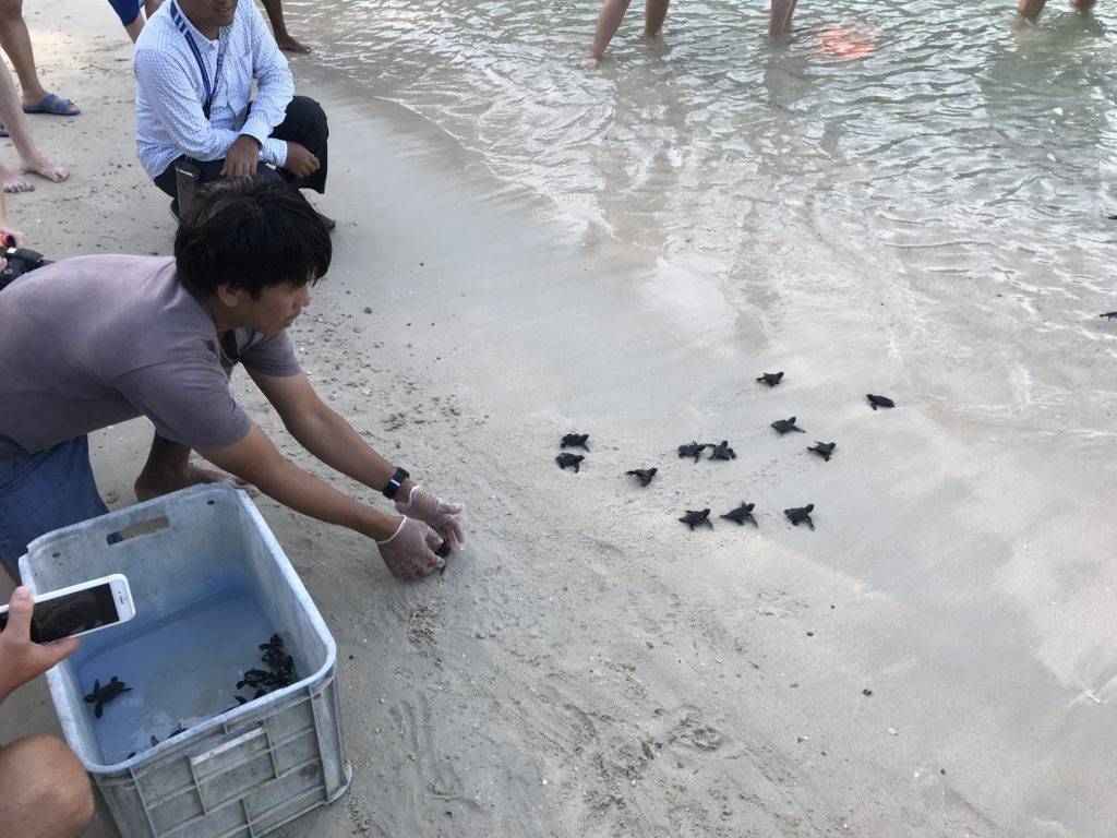 Releasing baby turtle hatchlings at Secret Paradise Resort & Turtle Sanctuary Port Barton Palawan Philippines - Releasing turtles into ocean Secret Paradise Resort And Turtle sanctuary Port Barton Palawan Philippines