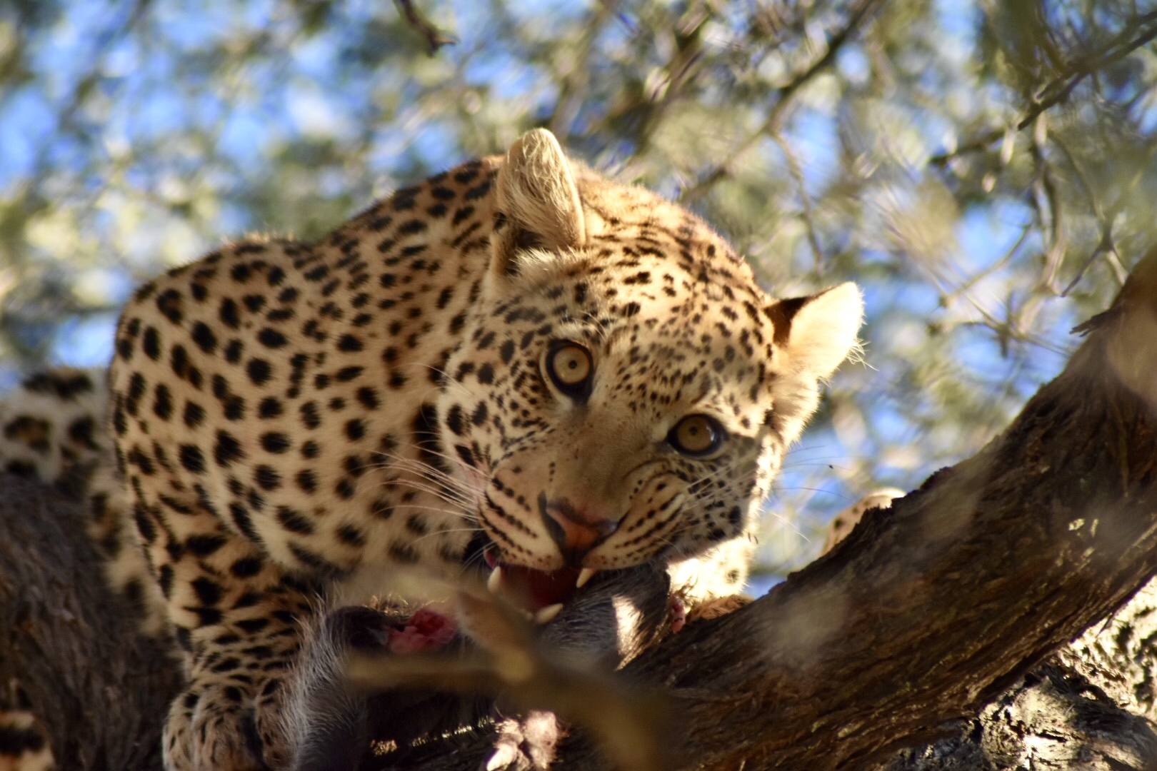 Okonjima Nature Reserve Namibia - Leopard up tree