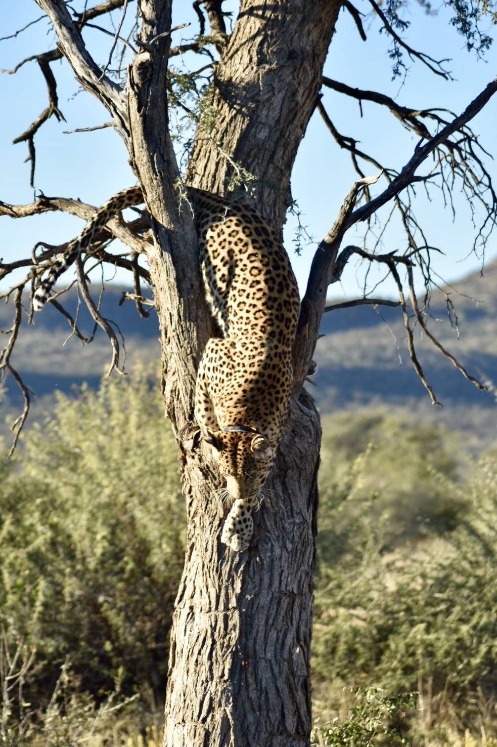 Okonjima Plains Camp - Okonjima Nature Reserve and the Africat Foundation Namibia - Leopard tracking
