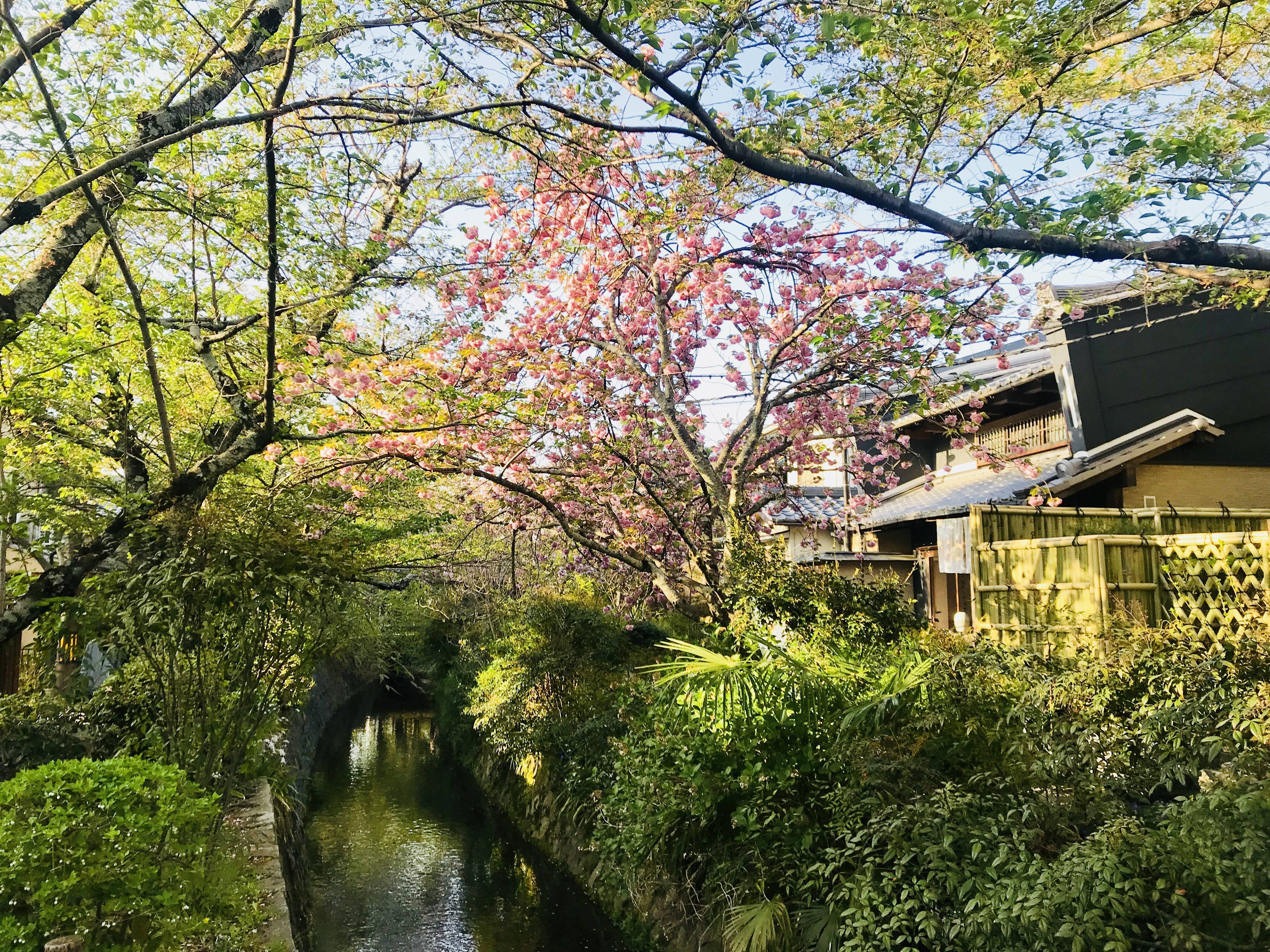 Philosophers Path Walk Kyoto Japan