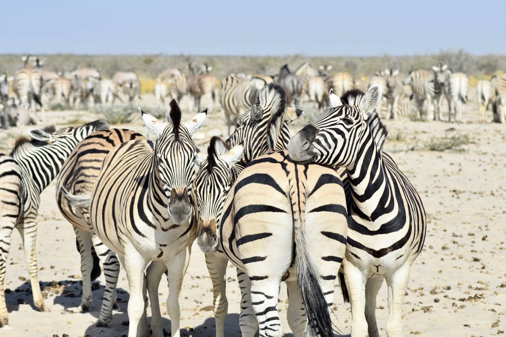 Zebras Etosha National Park Namibia