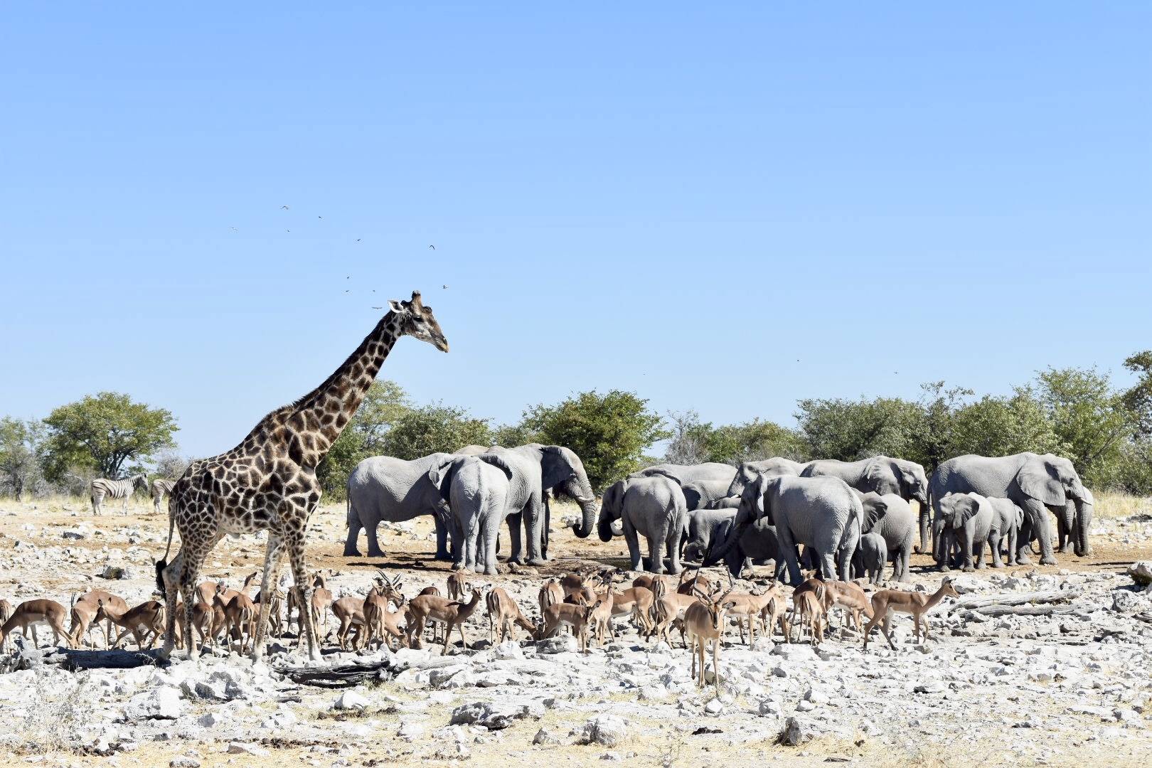 Namibia Travel Guide - Etosha National Park waterhole animals