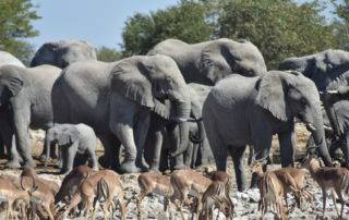 Etosha National Park waterhole elephants