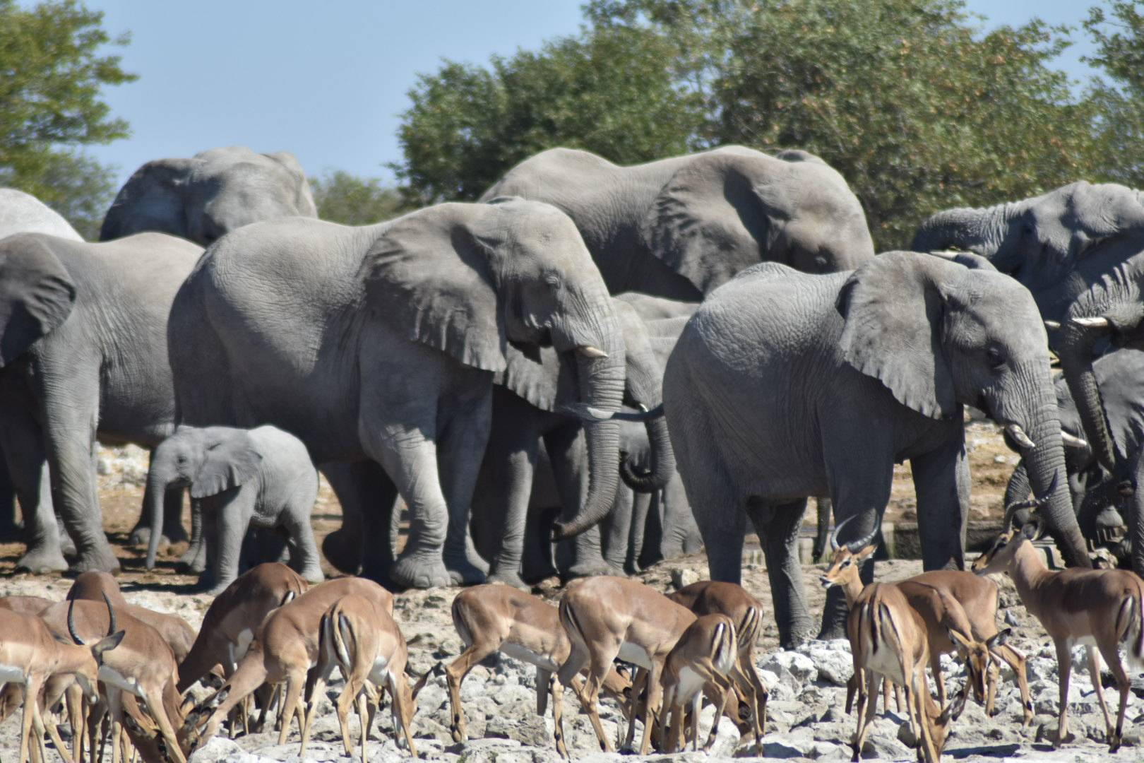 Etosha National Park waterhole elephants
