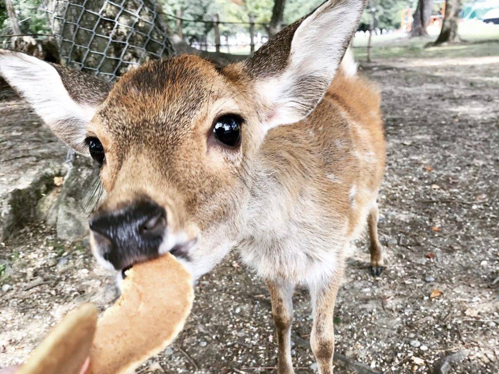 Nara walking tour itinerary - Deer eating biscuits