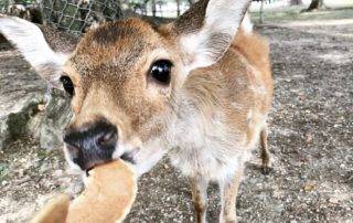 Nara walking tour itinerary - Deer eating biscuits