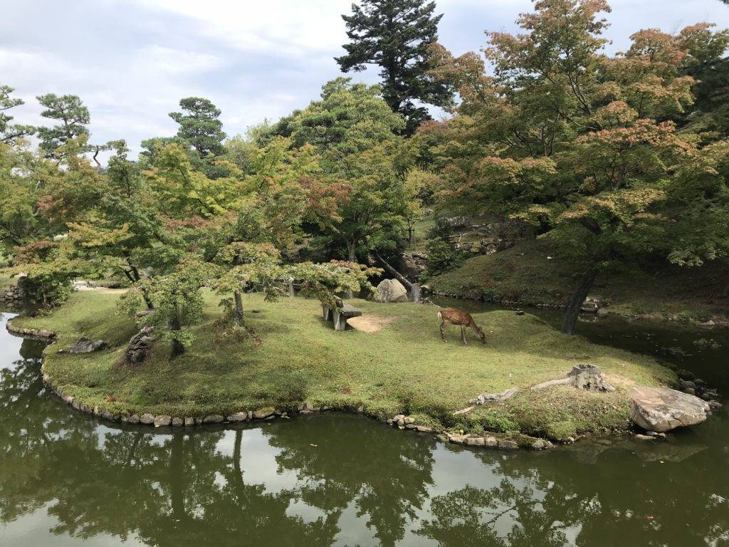 Nara walking tour - Deer on island in Nara park pond