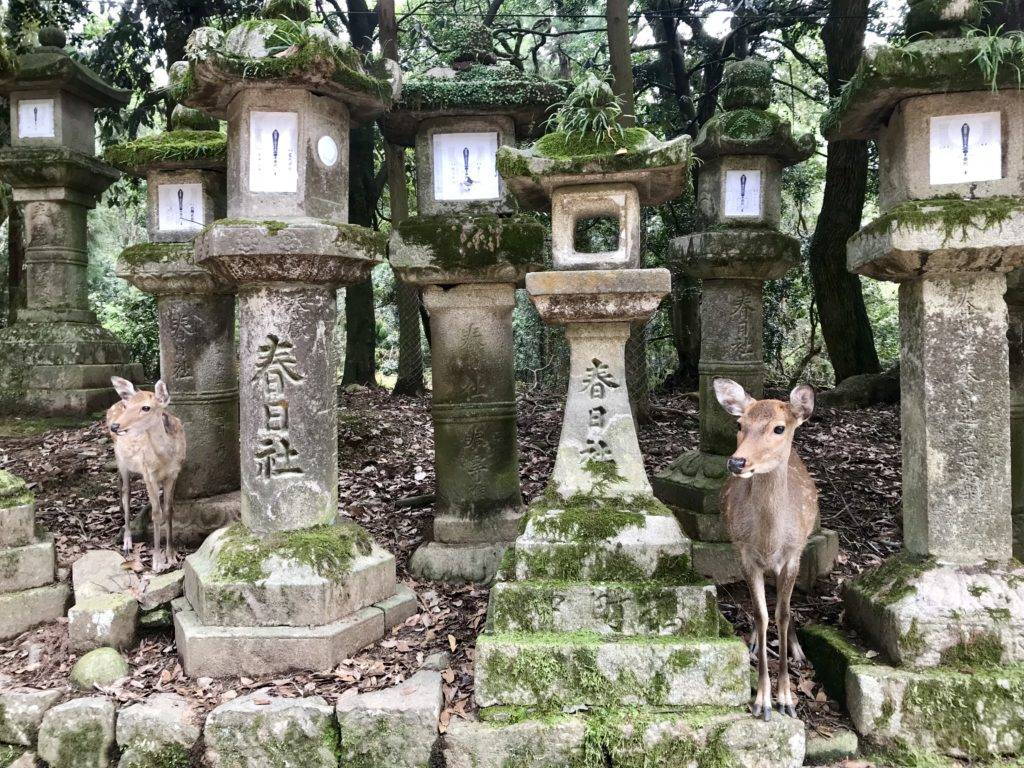 Nara walking tour - Deer on path to Kasuga-taisha temple