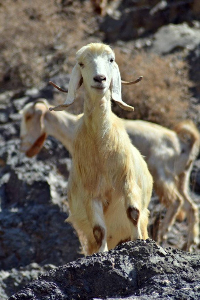 Dana Biosphere Reserve Jordan mountain goats
