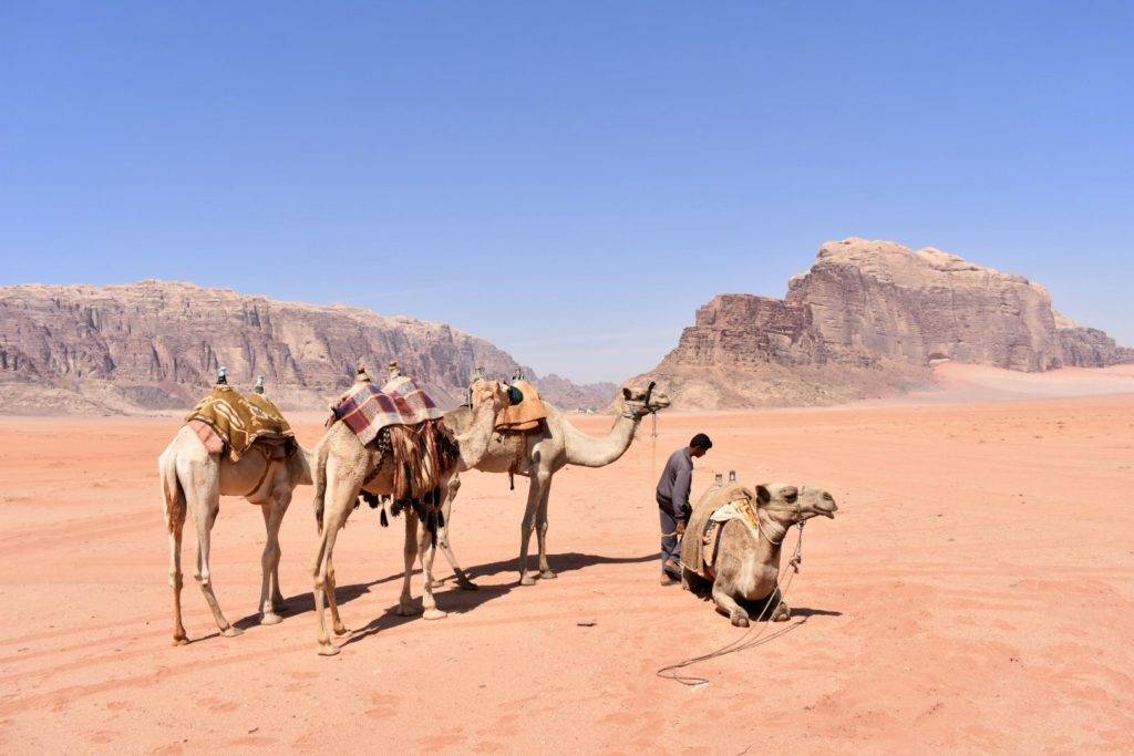 Wadi Rum Camp Guide - Camel in desert
