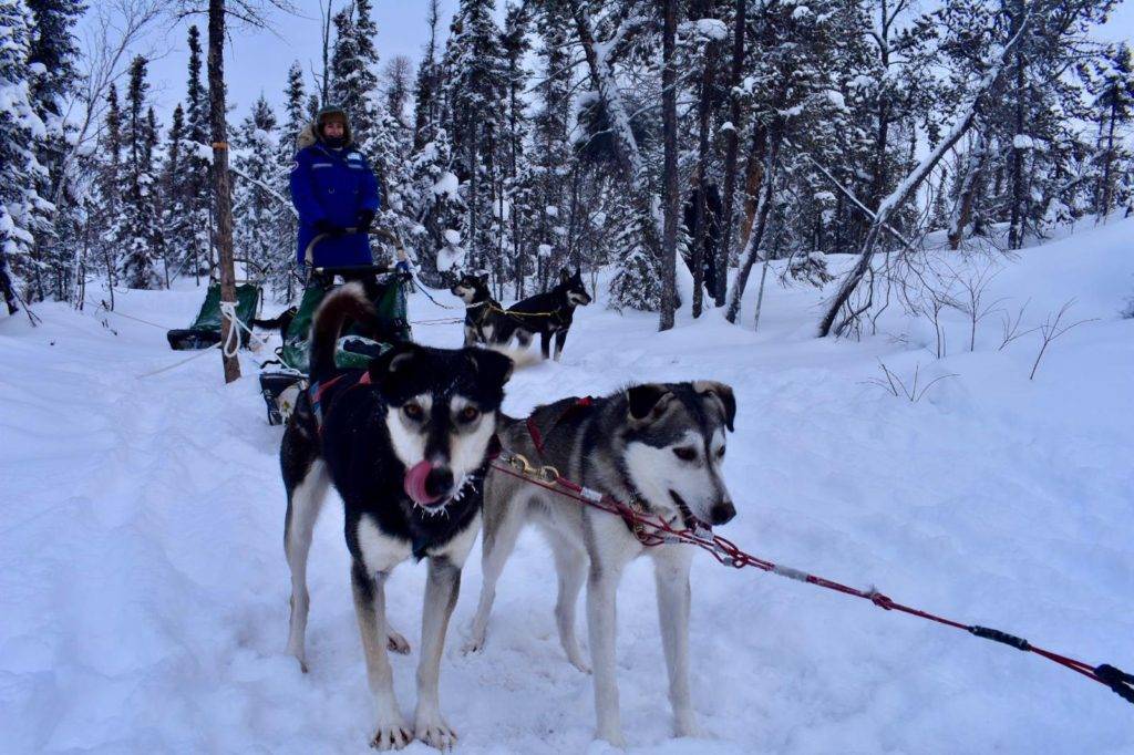 10 Awesome Things to do in Yellowknife Canada - Dog sledding