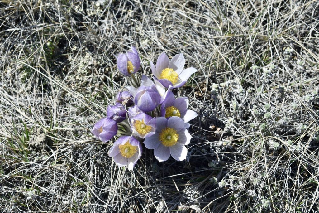 Spring flowers at Grasslands National Park