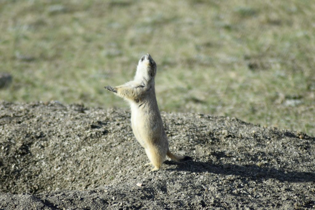 Black tailed prairie dog at Top Dogtown, Grasslands National Park, Saskatchewan Canada