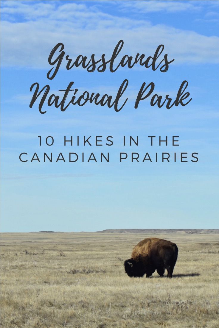 Saskatchewan Canada | Grasslands National Park travel guide, including the best Grasslands National Park hiking trails Grassland National Park | Grasslands National Park is a stunning prairie habitat in Saskatchewan Canada. Discover 10 awesome Grasslands National Park hiking trails #canadatrips #saskatchewan #nationalparkhikes