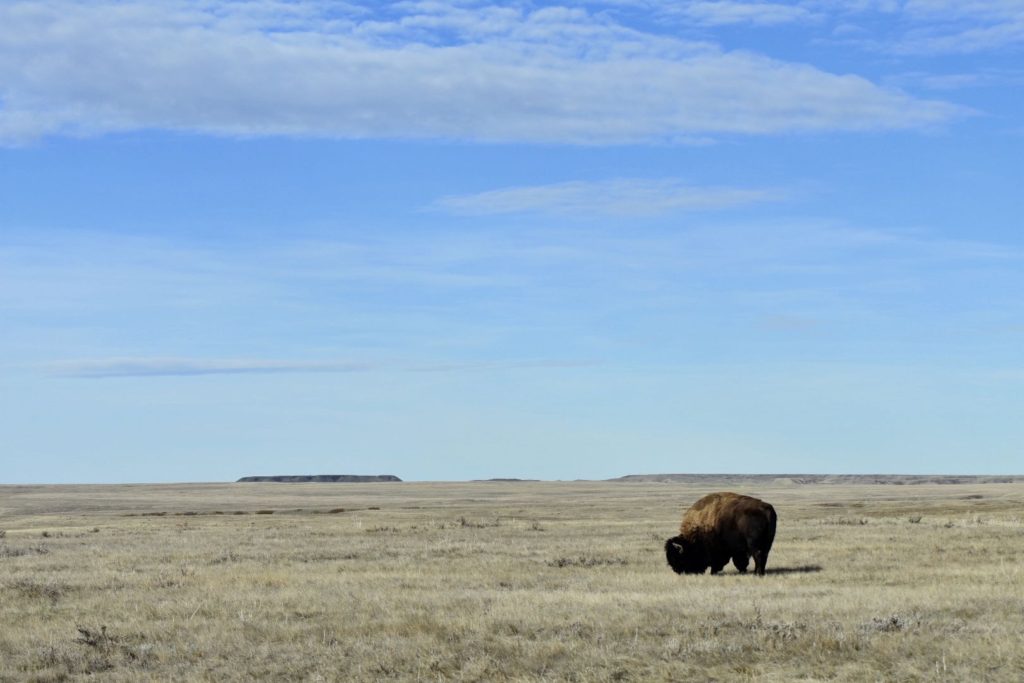 Grasslands National Park - Buffalo at Ecotour Scenic Drive Stop 1