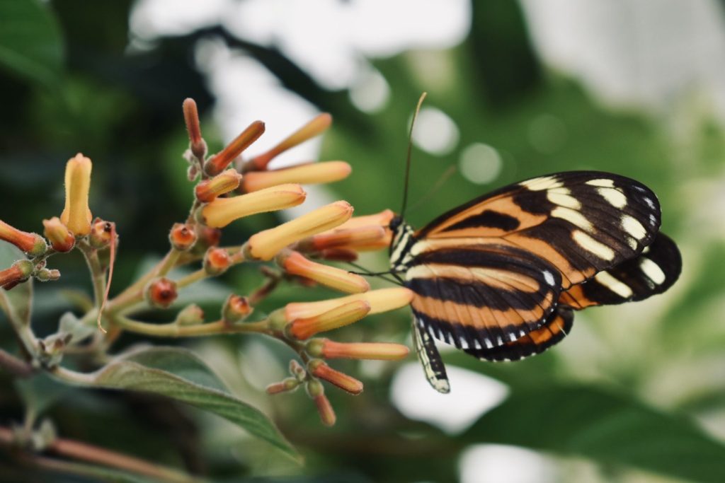 Butterfly at Niagara Falls Butterfly Conservatory