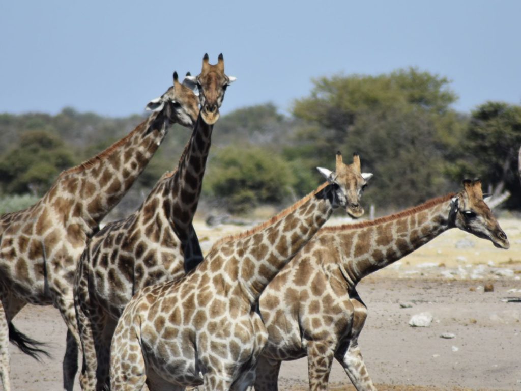 Places to visit in Namibia - Etosha National Park