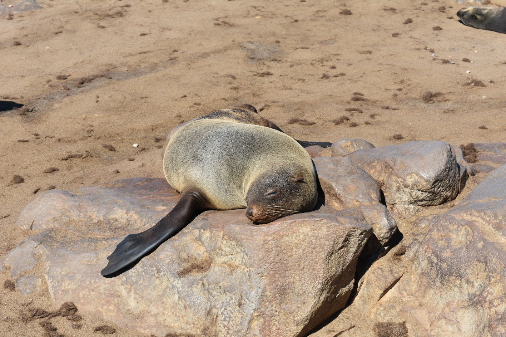 Cape Cross seal colony Namibia