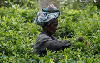 Tea plantations Sri Lanka