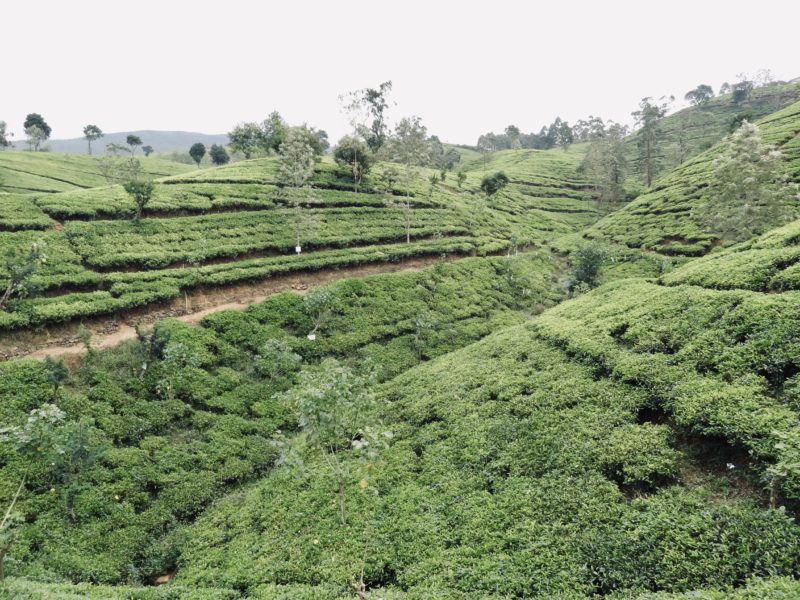 Views on train from Nuwara Eliya to Ella Sri Lanka