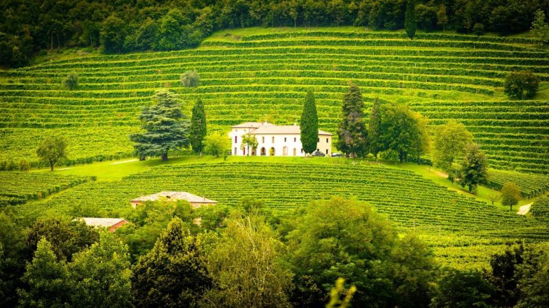 Winery Estate