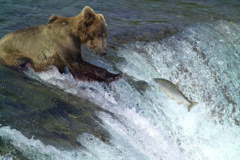 Bucket List Trips: Bear fishing for salmon in Alaska