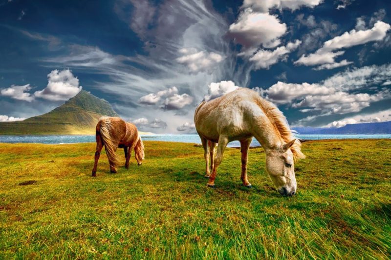 Iceland horses