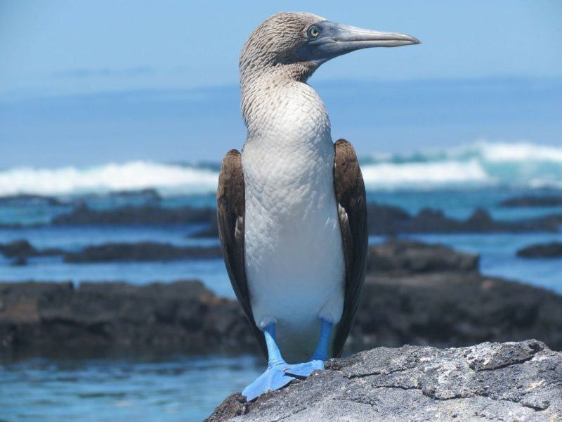 Galápagos Islands - Blue Footed Bobby