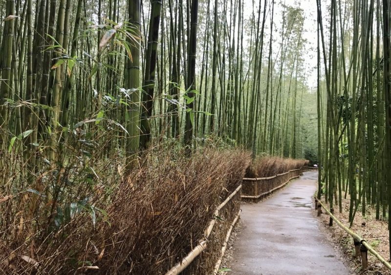 Arashiyama Bamboo Grove