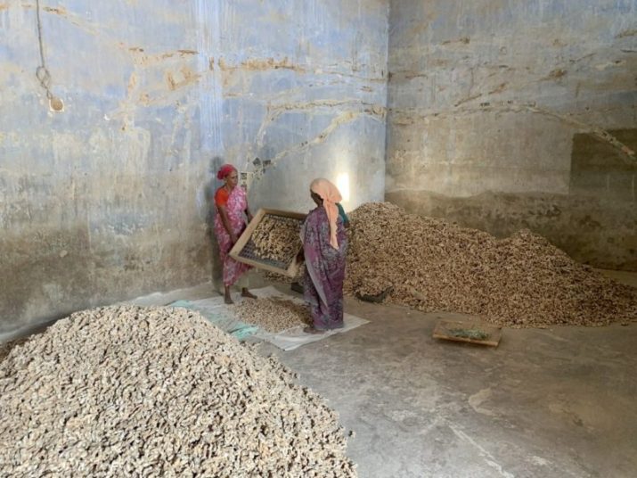 Women sorting ginger in Kochi Kerala India