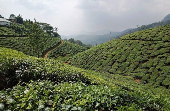 Munnar Kerala Tea Plantations