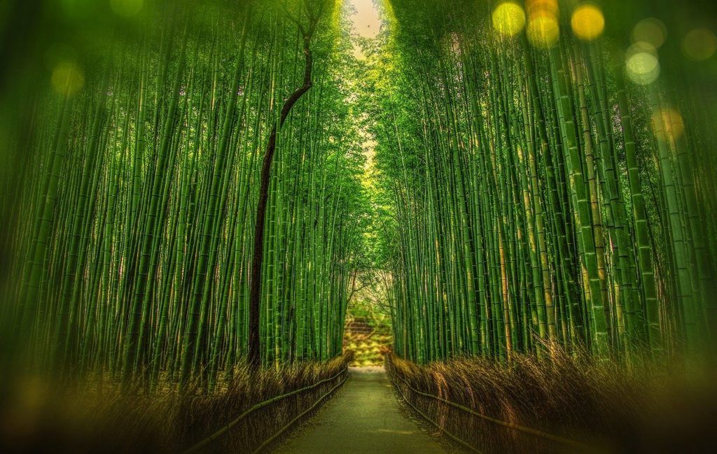 Arashiyama Bamboo Grove Kyoto Japan